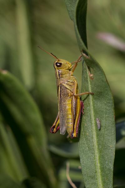 Photo of Melanoplus bivittatus by Dieter Thommen